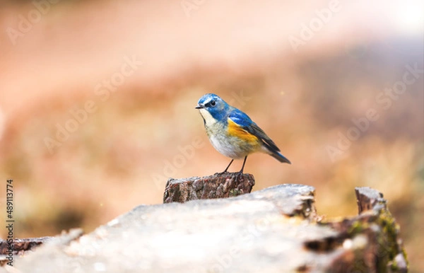 Obraz 首をかしげる可愛らしい小鳥