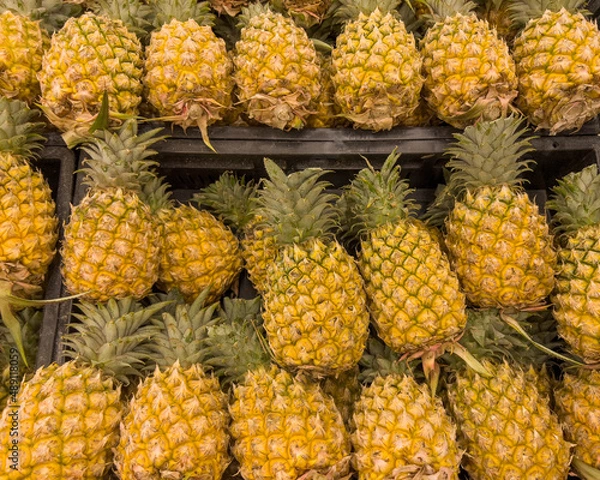 Obraz Pineapple season in Thailand