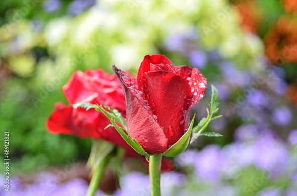 Obraz Rose after rain