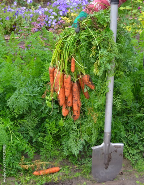 Obraz A bunch of carrots in the hand of a gardener and a garden shovel