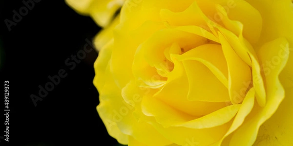 Obraz Yellow Rose