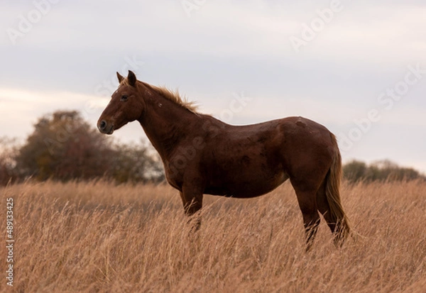 Obraz Mustangs Sanctuary 