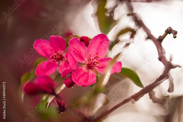 Obraz Cherry Blossom