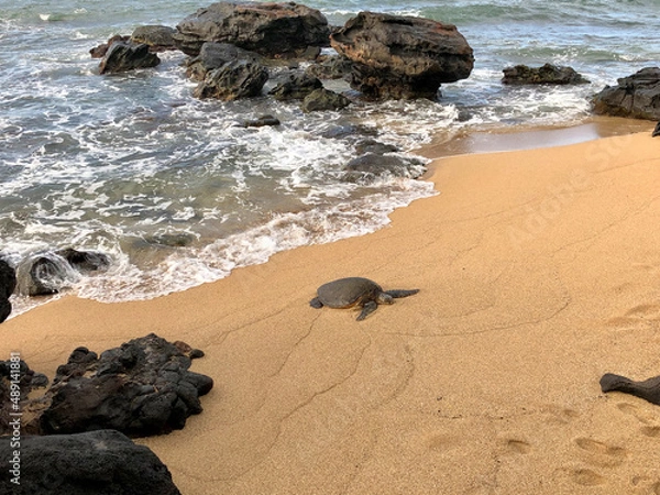 Fototapeta turtle returning to beach