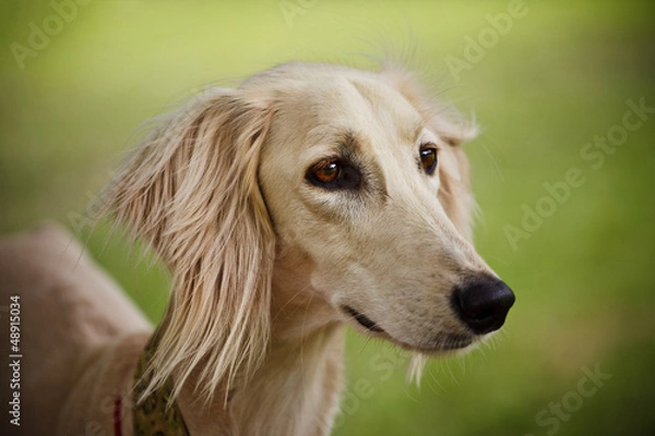 Obraz Portret Saluki