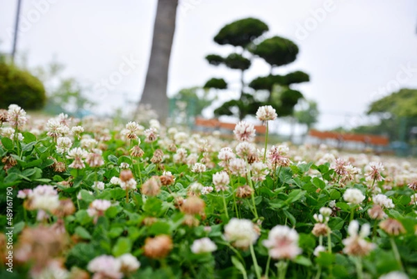 Obraz シロツメクサ