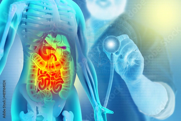 Fototapeta Anatomy of human body with digestive system. Abdominal disease or pain. 3d illustration