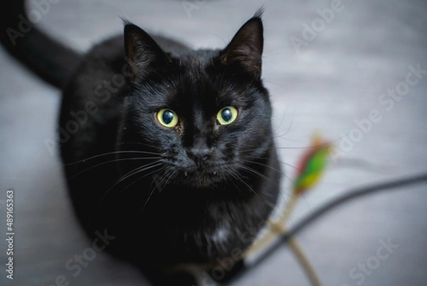 Fototapeta black cat with a strange expression