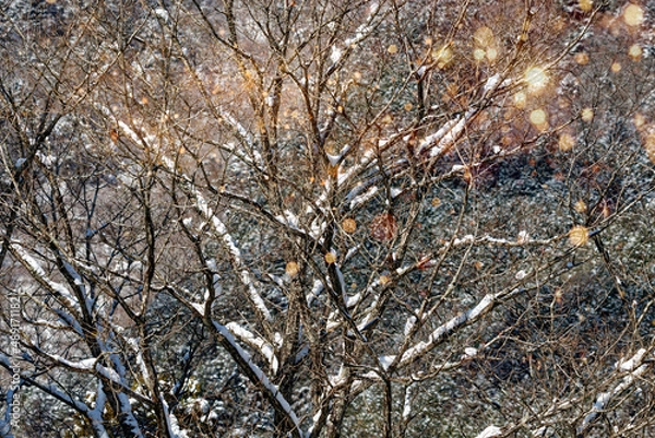 Obraz 冬の木立に雪積もり輝く光
