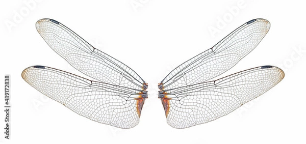 Obraz dragonfly insect wings on a white,isolated
