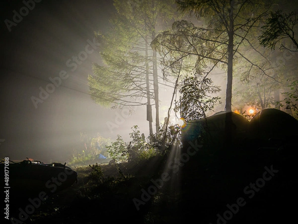 Obraz night photo of a tree in the fog with a background light in the forest