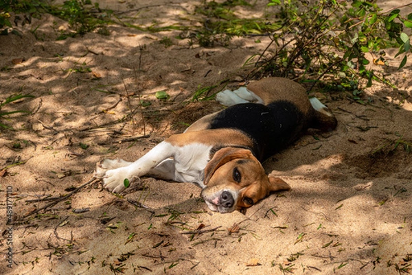 Obraz parody's dog beagle lies on the sand in summer