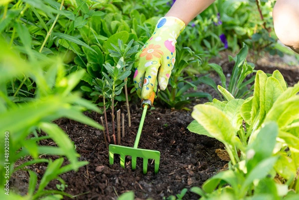 Obraz Gardener's hands in textile gloves working with a small green handle rakes loosening the soil on a flower bed
