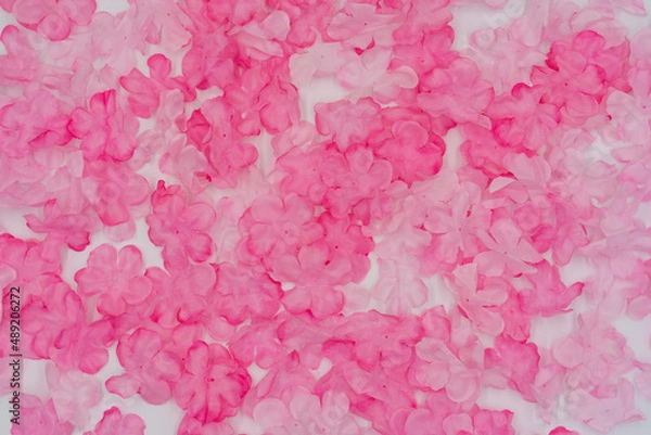 Obraz さくらの花びら