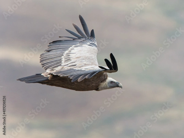 Fototapeta Griffon Vulture flying by
