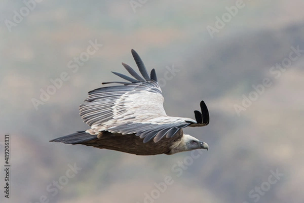 Fototapeta Close encounter with Griffon Vulture in Flight