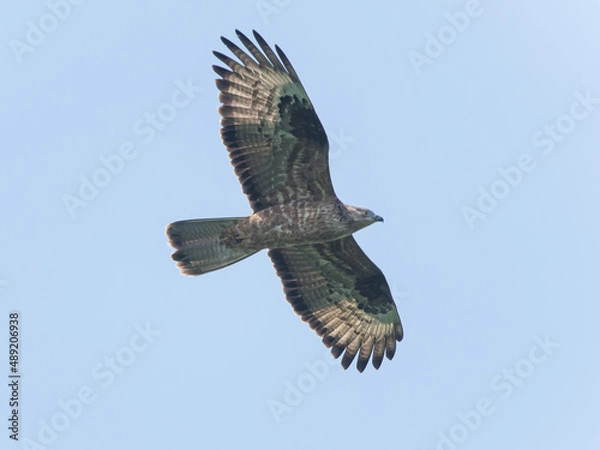 Fototapeta Honey buzzard in flight