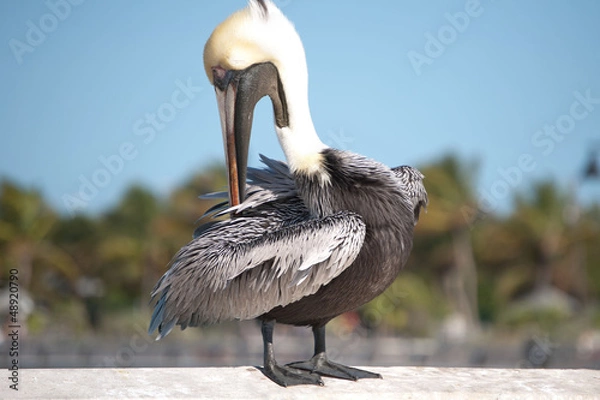 Fototapeta Pelican