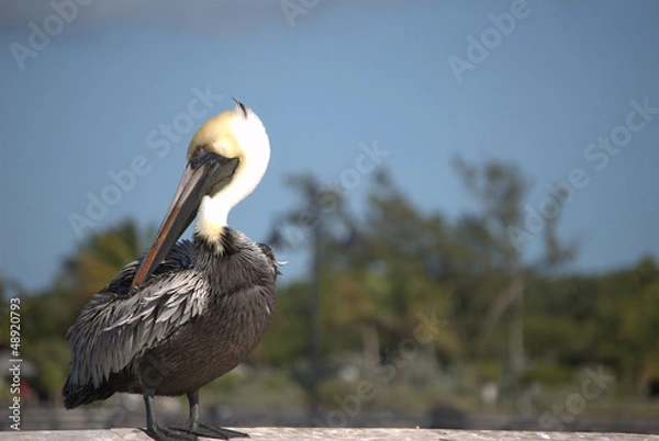 Fototapeta Pelican