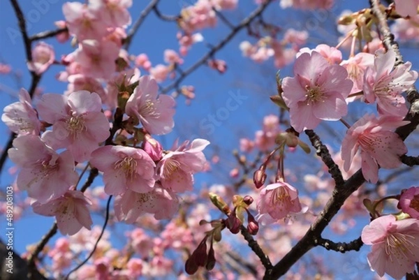 Obraz blossom in spring