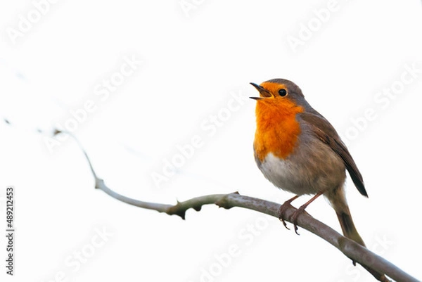 Obraz Singing robin, sitting on a branch, light background