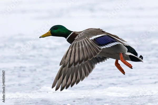 Obraz Mallard
