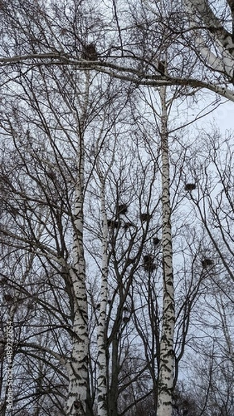 Obraz trees in winter
