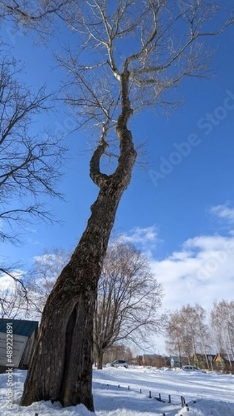 Obraz tree in the snow