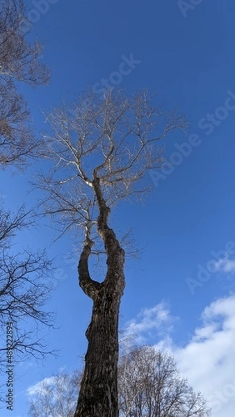 Obraz tree in winter