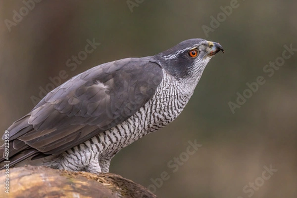 Obraz Hawk, Goshawk. Accipiter gentilis