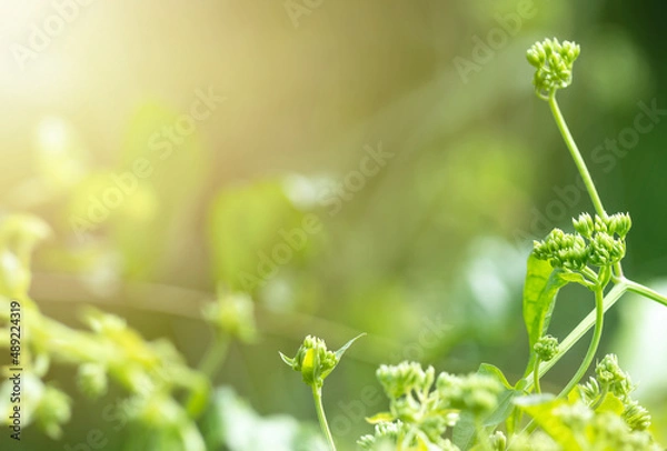 Obraz green ivy for nature background