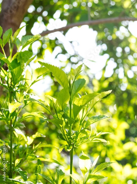 Obraz Small tree is growing in sunset