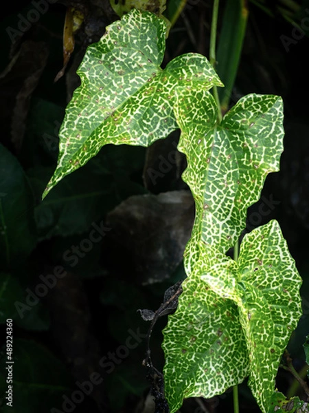 Obraz green ivy for nature background