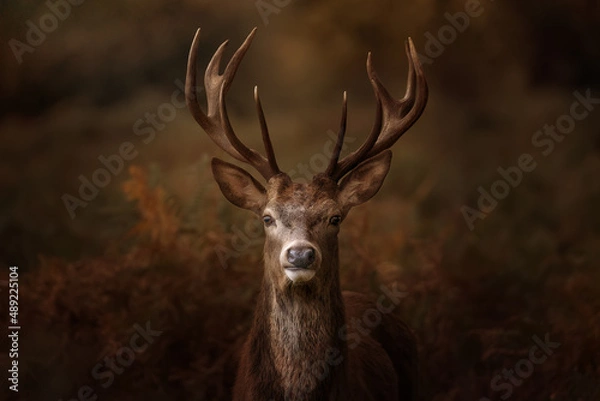 Obraz Stag in forest