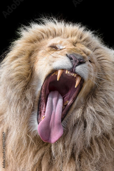 Obraz The yawning Lion