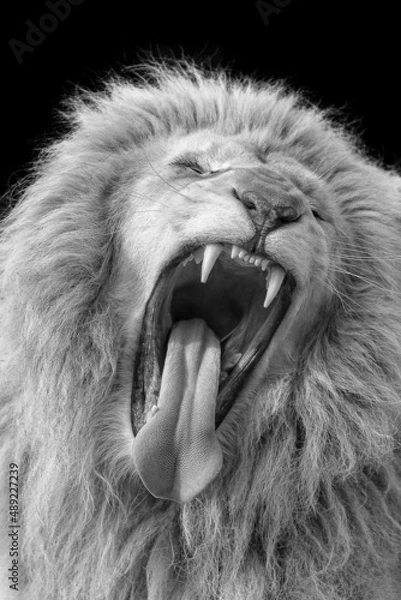 Obraz The Lion yawns