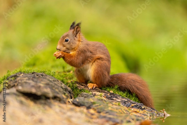 Obraz Squirrel, Red Squirrel