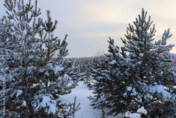 Obraz природа