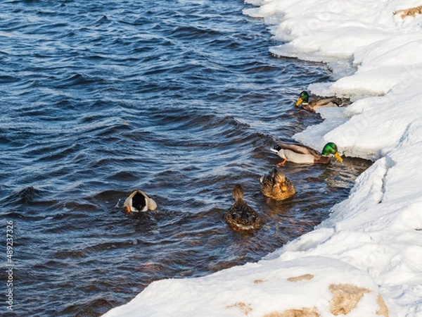 Fototapeta Ducks on the river in winter