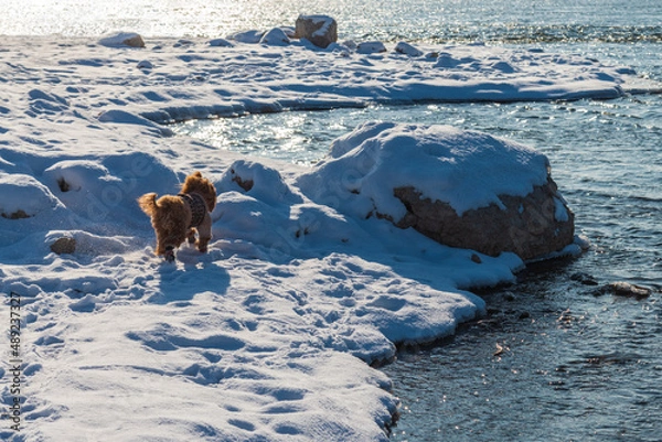 Fototapeta dog running on the beach
