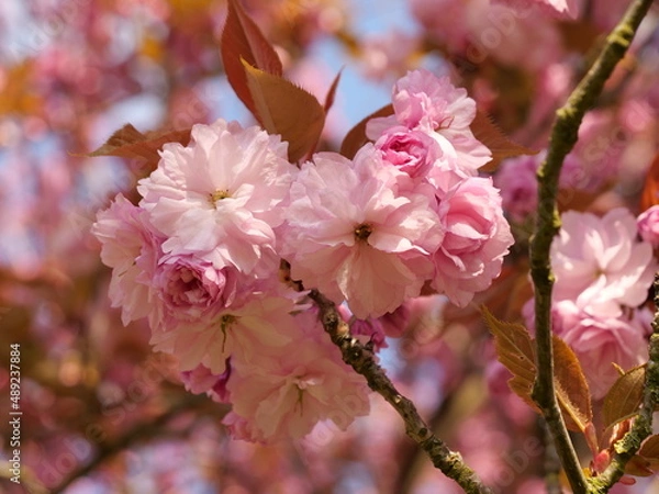 Obraz fleur printemps