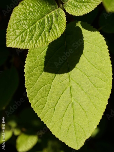 Obraz feuille verte vigne