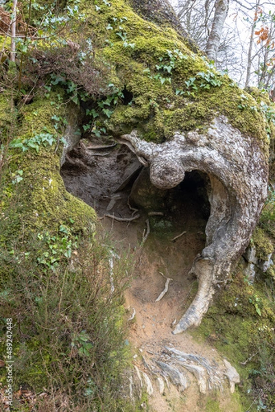 Obraz old trees along the river Lerryn Cornwall