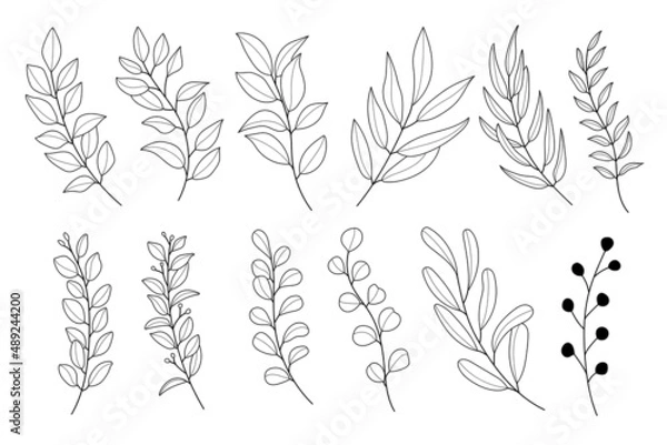 Obraz Line art leaf illustration vector on white background