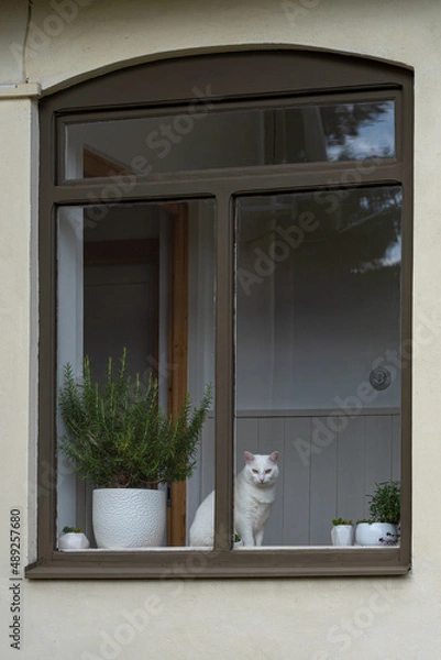 Fototapeta window with cat and flowers