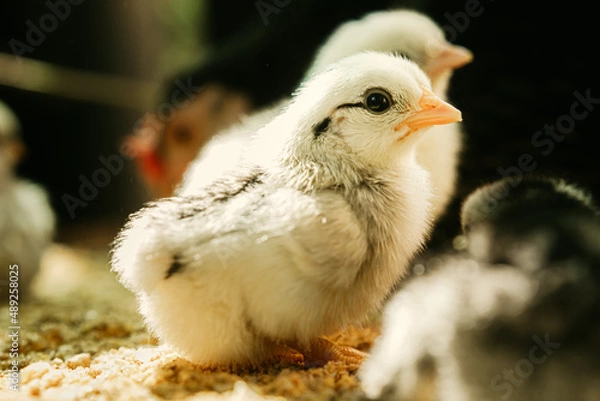 Fototapeta Newborn Baby Chicks