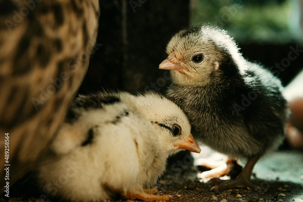 Fototapeta Newborn Baby Chicks