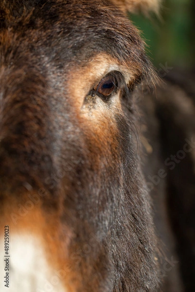 Obraz portrait d'un âne