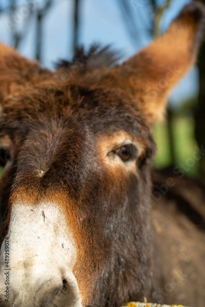 Fototapeta portrait d'un âne