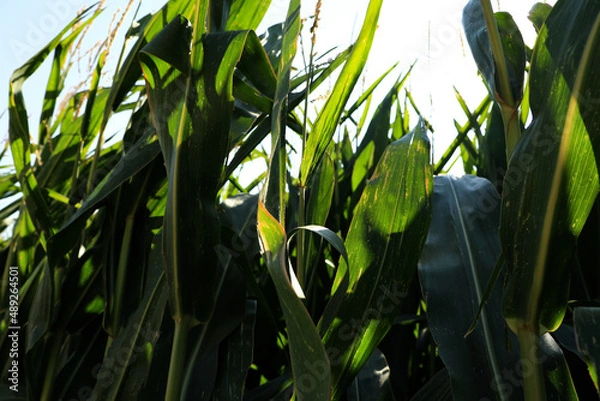 Fototapeta background with green cornfield